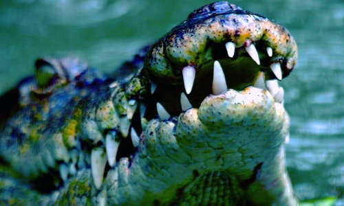 Аксенов поинтересовался делали ли крокодилам искусственное дыхание