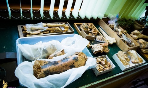 В пещере «Таврида» нашли самые древние в РФ кости животных