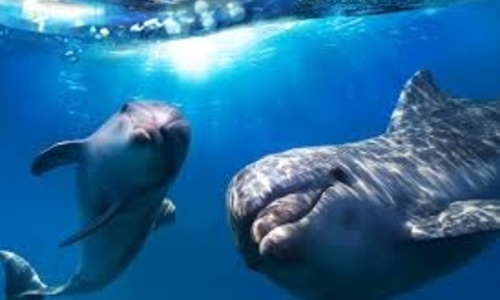 Крымские ученые: Дельфины общаются между собой, как люди