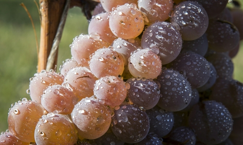 Госдума в апреле примет закон о виноградарстве