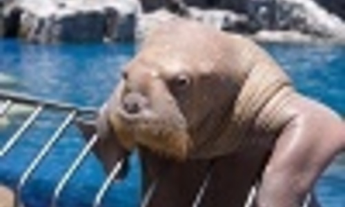 Связанный «морж» проплыл 1,5 километра в холодной воде