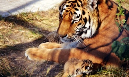 В «Тайгане» прибавилось амурских тигрят