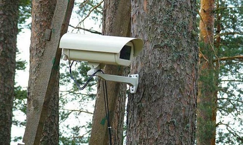 В лесах Севастополя могут появиться видеокамеры
