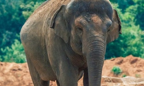 В зоопарке Марокко слониха убила камнем девочку