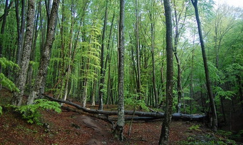 До конца сентября леса Крыма будет охранять Народное ополчение