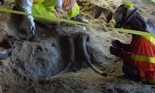 В метро Лос-Анджелеса откопали мамонтов