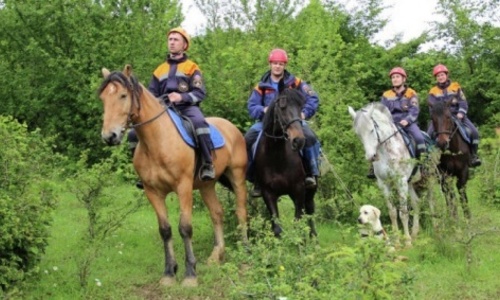 Крымчан спасают кони и собаки