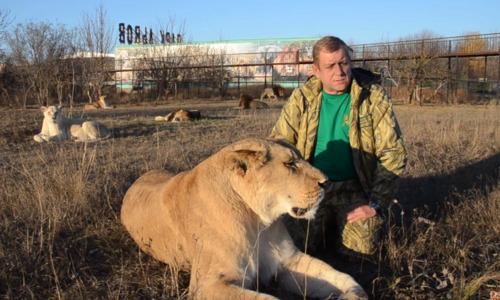 Иванов не верит в отстрел медведей в «Тайгане»