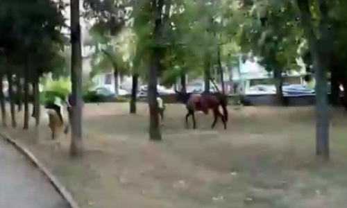 В Севастополе из-за любительницы селфи разбушевалась лошадь