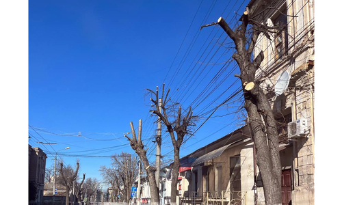 Крымские города продолжают украшать деревьями-обрубками