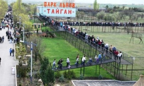 На выпуск львов в «Тайган» приехали несколько тысяч человек