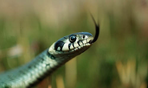 Генетики узнали, как змеи остались без лап