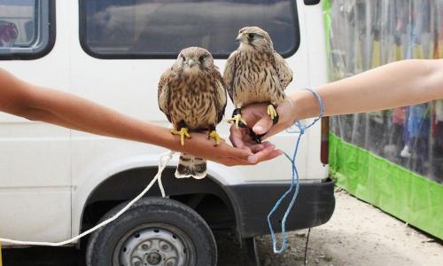 Ялтинских фотоживодеров &laquo;крышуют&raquo; власти &ndash; Челпанов