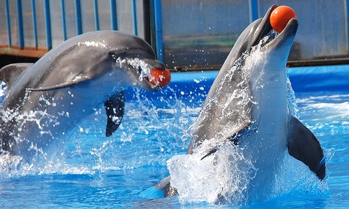 В Ялте хотят закрыть дельфинарий