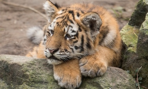 Отобранного у Зубкова тигра нарекли тремя буквами