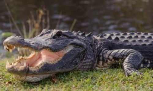 Во Флориде поймали аллигатора, напавшего на ребенка