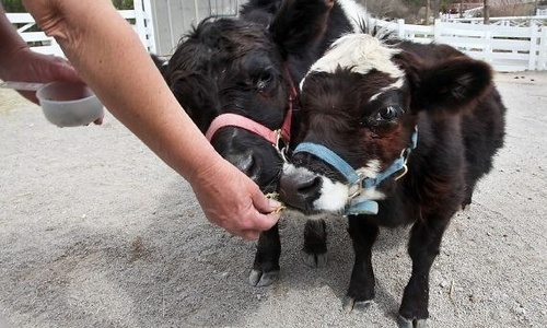 В миниатюрном парке родилась миниатюрная корова