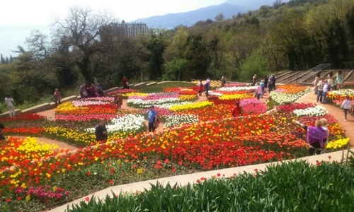 На «Параде тюльпанов» в Крыму покажут 80 тысяч цветов