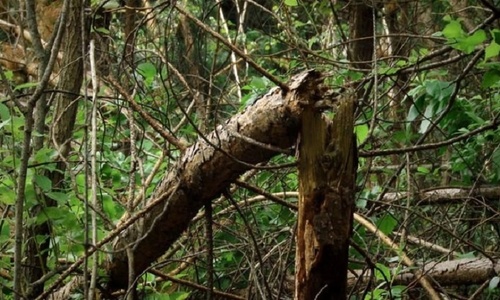 В Симферополе убирают упавшие в непогоду деревья
