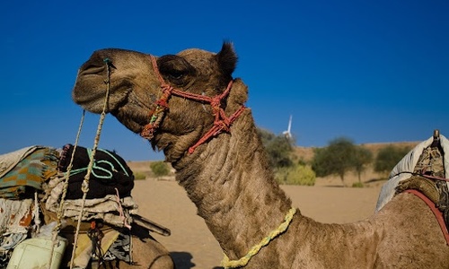 В Индии верблюд откусил голову своему хозяину, забывшему его на жаре