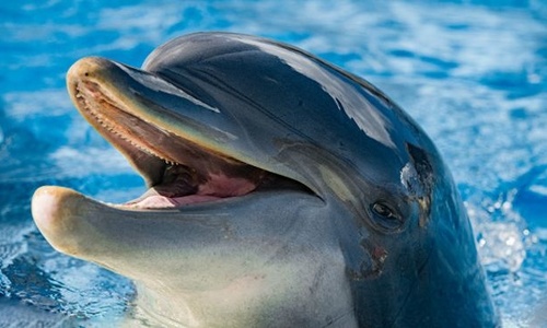 Ученые выяснили, что дельфины и киты скорбят по своим собратьям, как люди