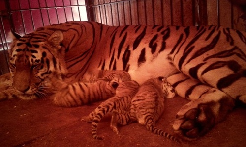 Новорожденного в цирке «Империя риска» амурского тигренка назовут Севастополем