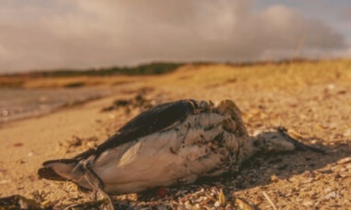 Массовая гибель водоплавающих птиц в Керченском проливе не разгадана