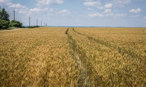 Засуха может погубить крымский урожай