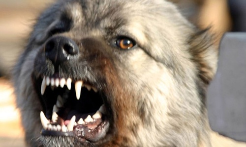 Жители Феодосии страдают от взбесившихся собак