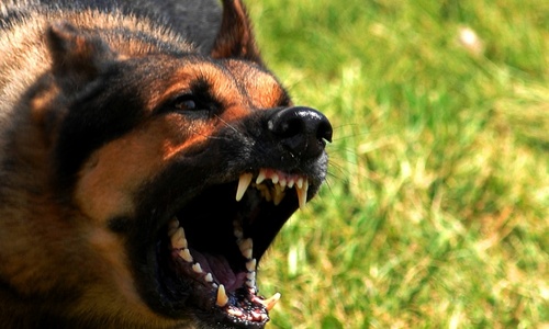 Собаки-убийцы в Ялте терроризируют горожан