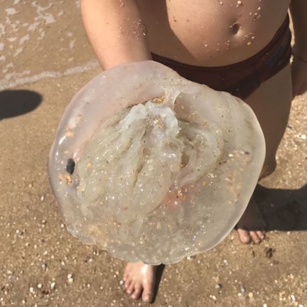 Керченский берег заполонили опаснейшие медузы