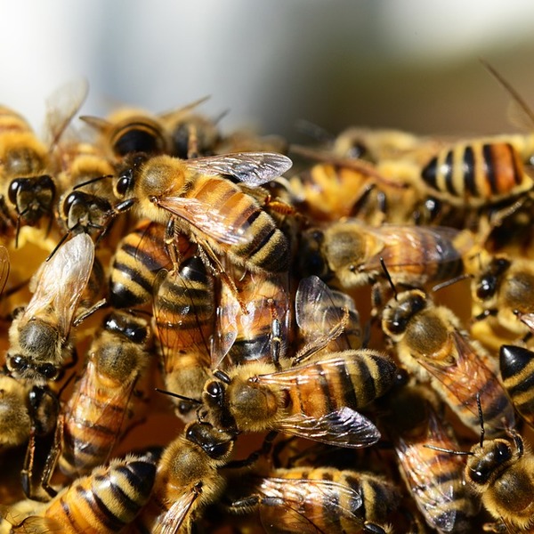 В Крыму агрессивные пестициды убивают миллионы пчел