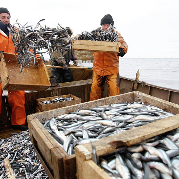 Украине достается больше рыбы из Азова, чем России