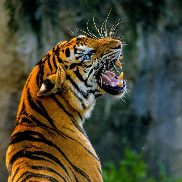 По делу об откушенном в «Тайгане» пальце тигр вне подозрений