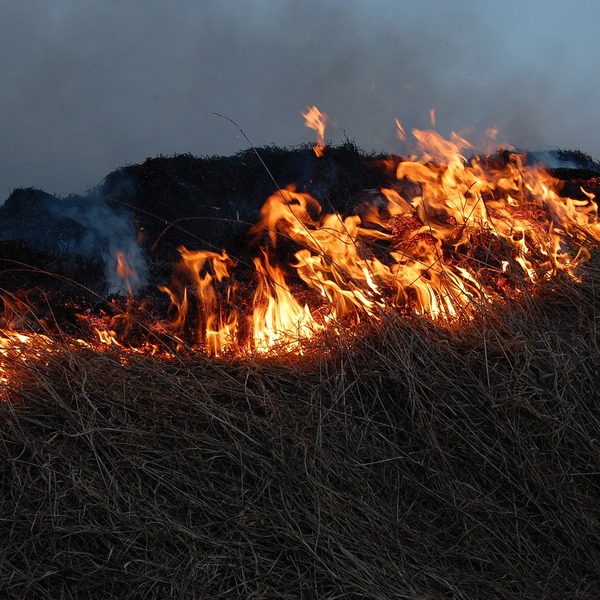 В ближайшие дни в Крыму будет пожароопасно