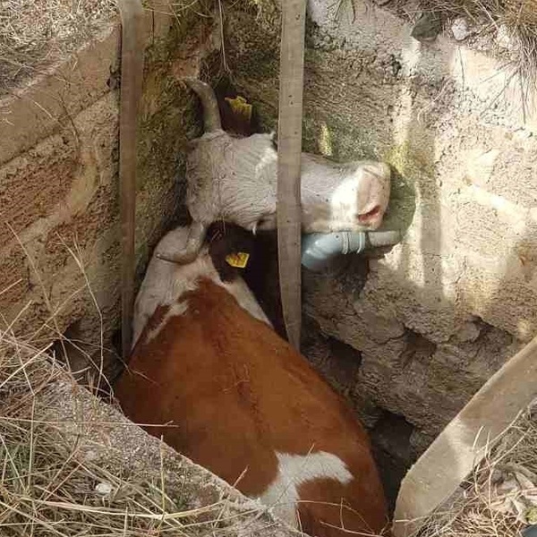 Крымские спасатели доставали из ямы корову