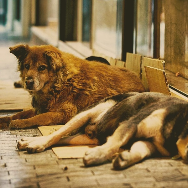 В Крыму банды бездомных собак берут шефство над туристами