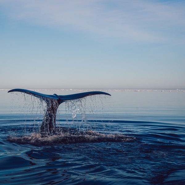 В Севастополе туристы замучили дельфина ради селфи